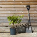 Acer Shirasawanum 'Aureum' bush
