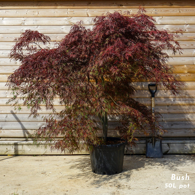 Acer 'Tamukeyama' mature Bush