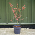 Bush, 65-75cm, 3L pot