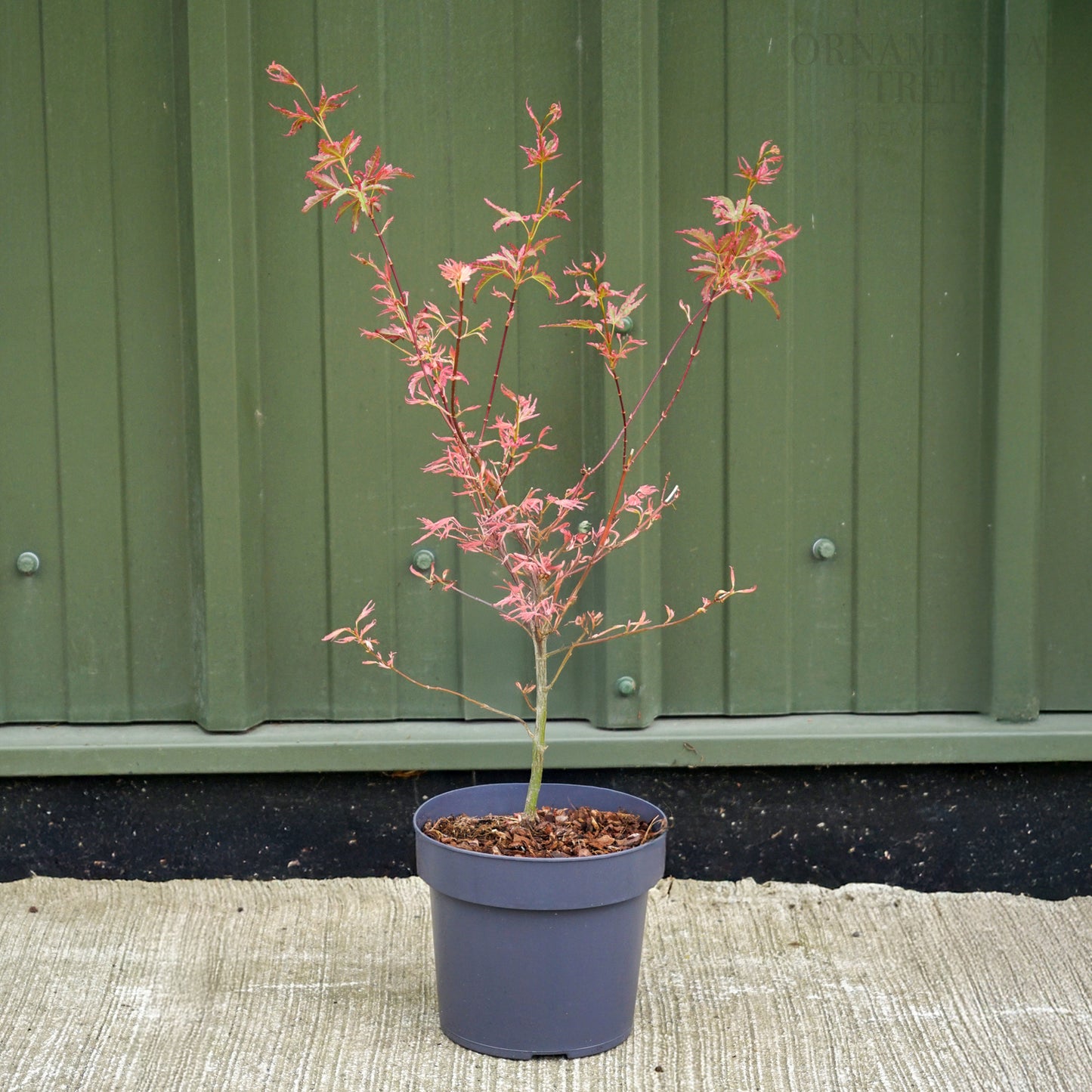 Acer palmatum Taylor in 3 litre pot