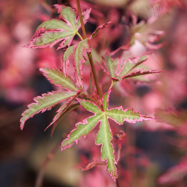Acer Taylor leaves