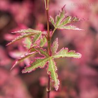 Acer Taylor leaves