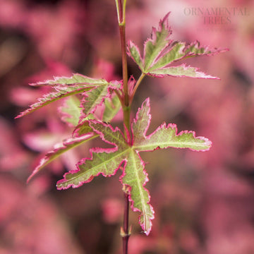 Acer palmatum 'Taylor' Japanese Maple