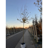 Acer campestre 'Red Shine' mature Maple with 10-12cm girth