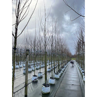 Acer campestre 'Streetwise' large Field Maple in container