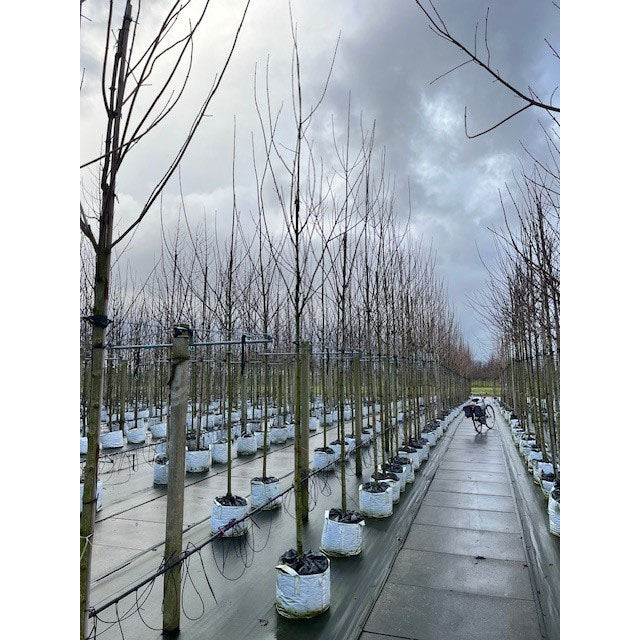 Acer campestre 'Streetwise' large Field Maple in container