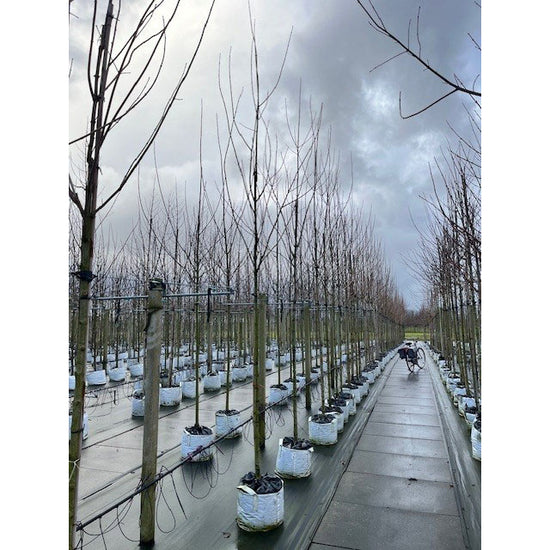 Acer campestre Streetwise | Buy Field Maple Trees | Ornamental Trees