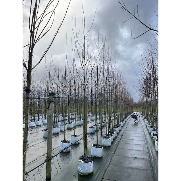 Acer campestre 'Streetwise' large Field Maple in container