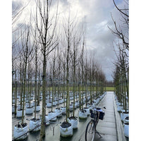 Acer campestre 'Streetwise' mature Field Maple