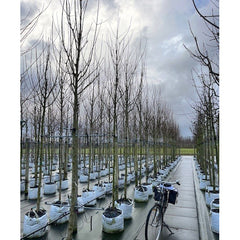 Acer campestre Streetwise | Buy Field Maple Trees | Ornamental Trees