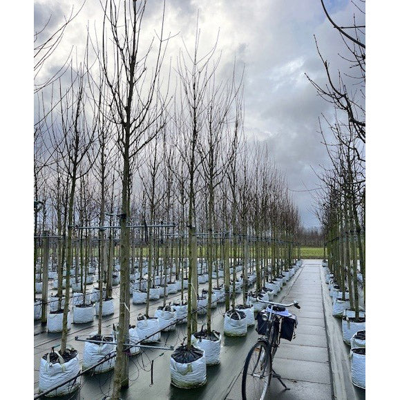 Acer campestre 'Streetwise' mature Field Maple