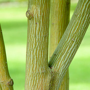 Acer capillipes Snake Bark Maple tree