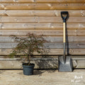 Acer Dissectum 'Garnet' 5L pot