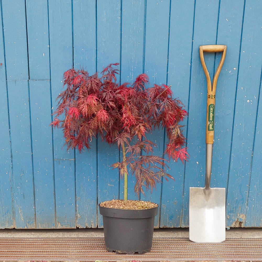Acer palmatum dissectum 'Garnet' Tree