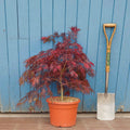 Acer palmatum dissectum 'Garnet' Tree
