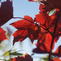 Acer Fairview flame autumn leaves
