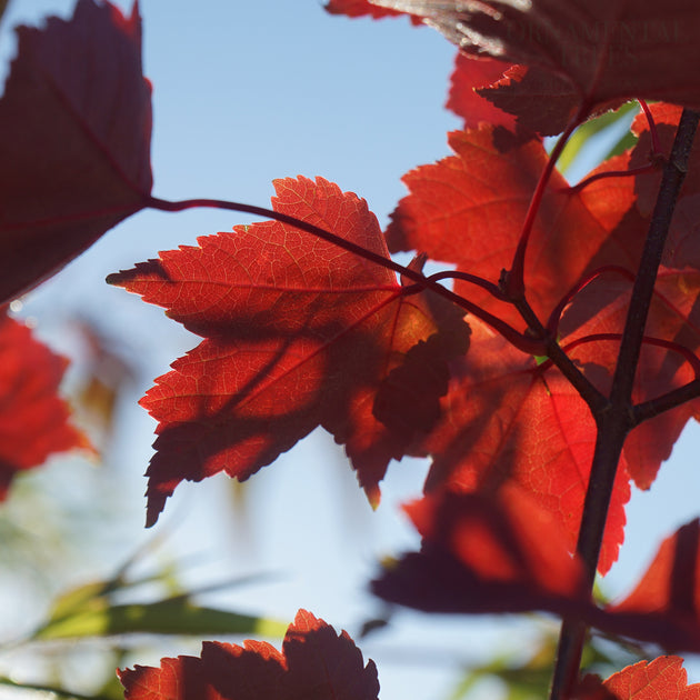 Acer Fairview flame autumn leaves