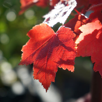 acer fairview flame