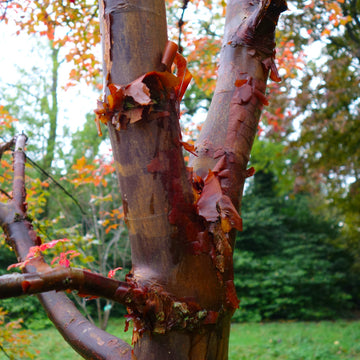 Acer griseum paperbark maple tree