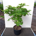 Acer japonicum 'Aconitifolium' Maple in pot