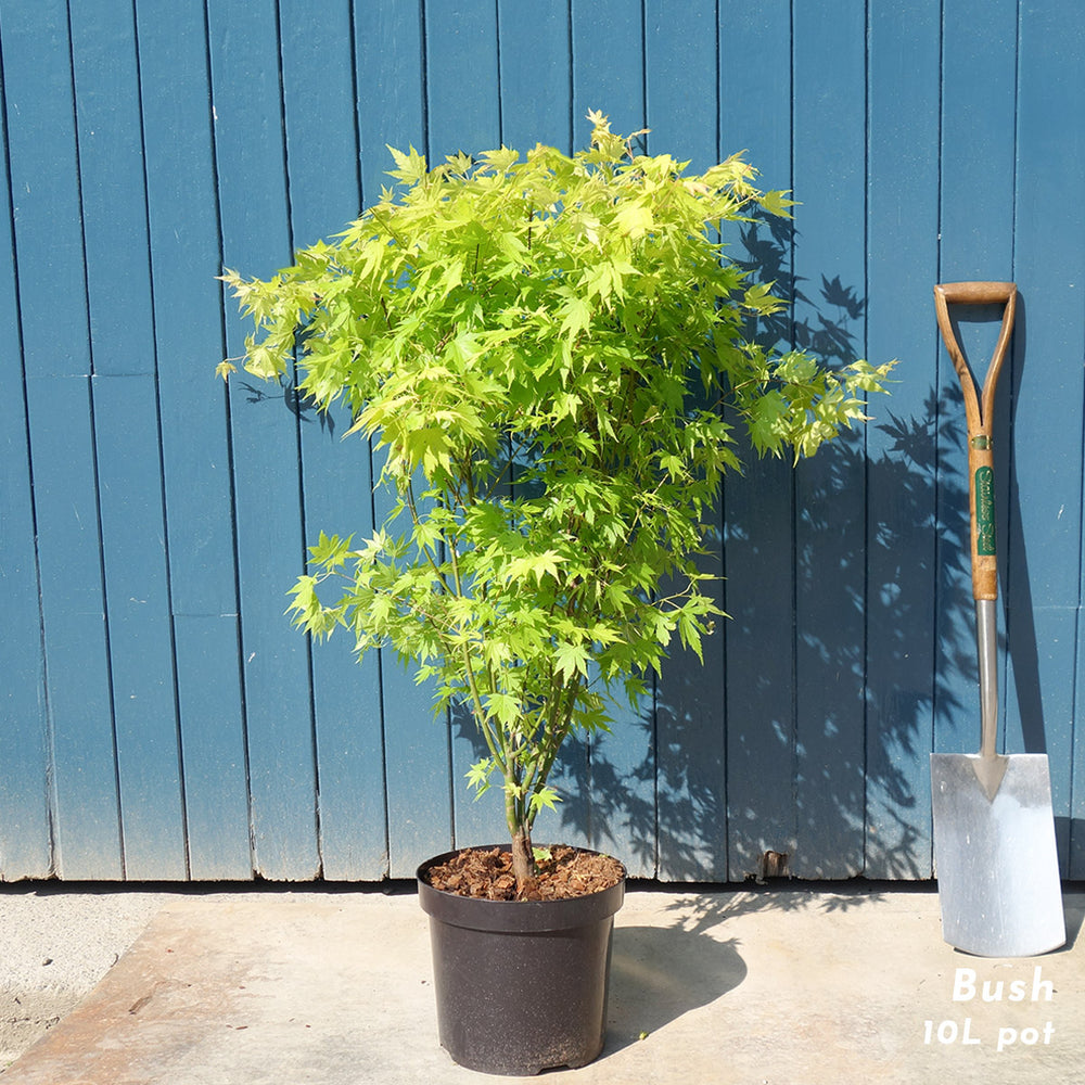 Acer palmatum 'Orange Dream' Maple bush in 10 litre pot