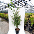 Bush, 170-200cm, 20L pot