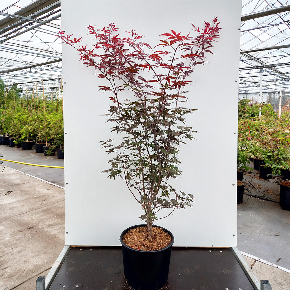 Mspl Afser Acer palmatum Fireglow Japanese Maple | Ornamental Trees