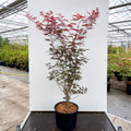 Bush, 120-150cm, 20L pot