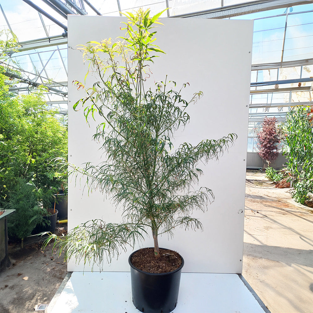 Acer palmatum 'Koto-no-ito' in large pot