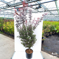 Acer palmatum 'Pixie' Maple in 20 litre pot