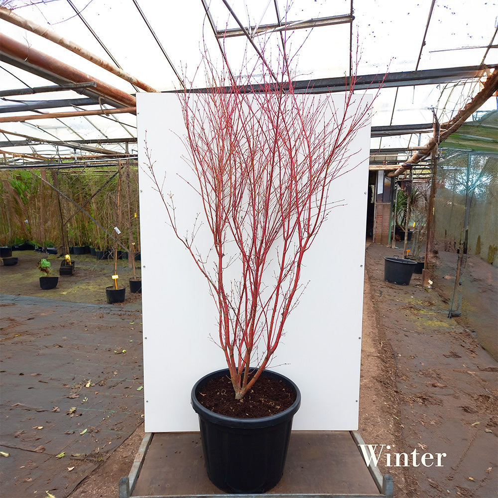 Acer palmatum Sango-kaku Coral Bark Japanese Maple | Ornamental Trees