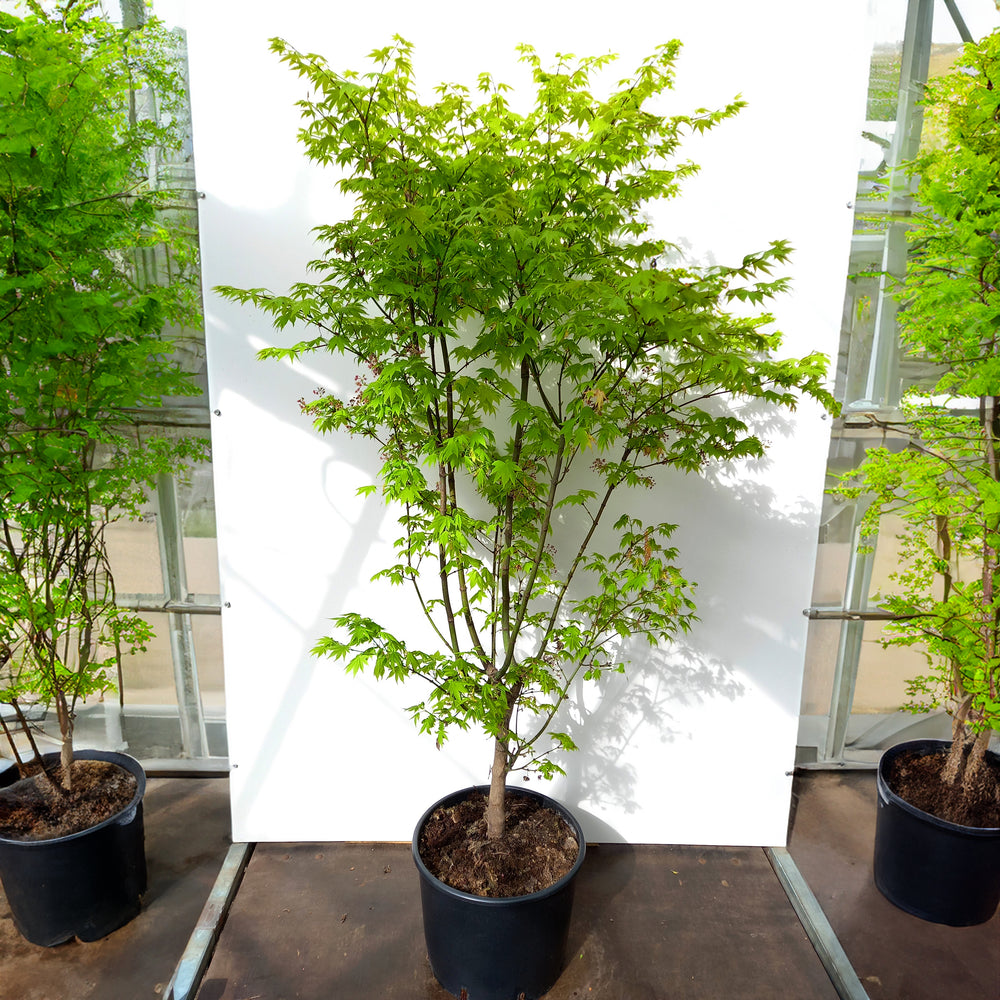 Acer palmatum Summer Gold Maple in pot