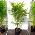 Bush, 150-180cm, 20L pot