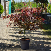 Acer pal sumi-nagashi 7L pot