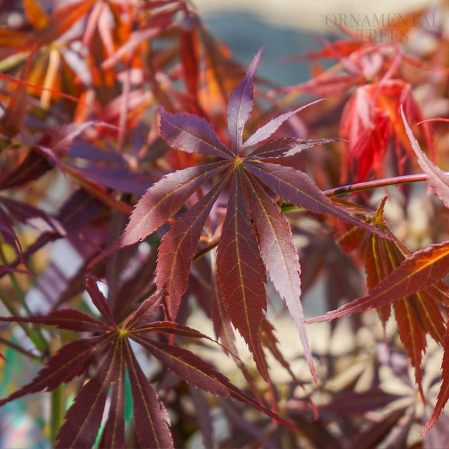 Acer pal sumi-nagashi