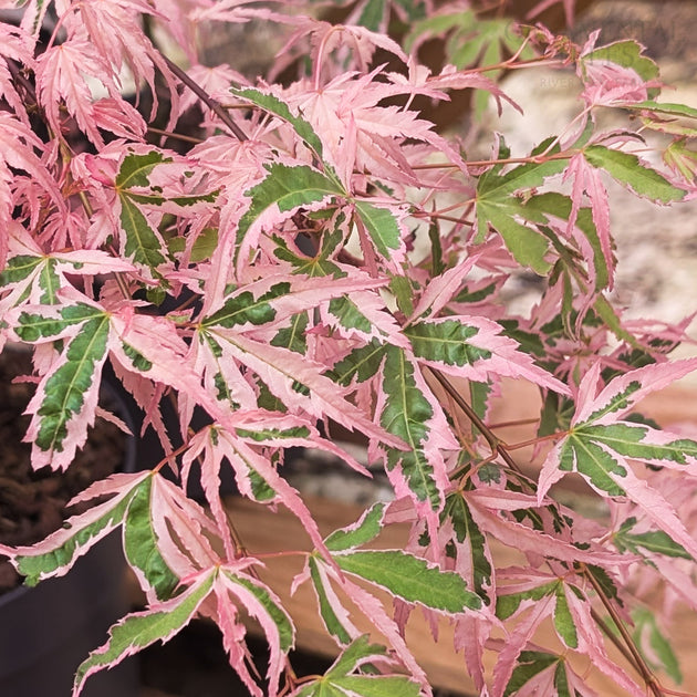 Acer palmatum 'Taylor' variegated Japanese Maple leaves
