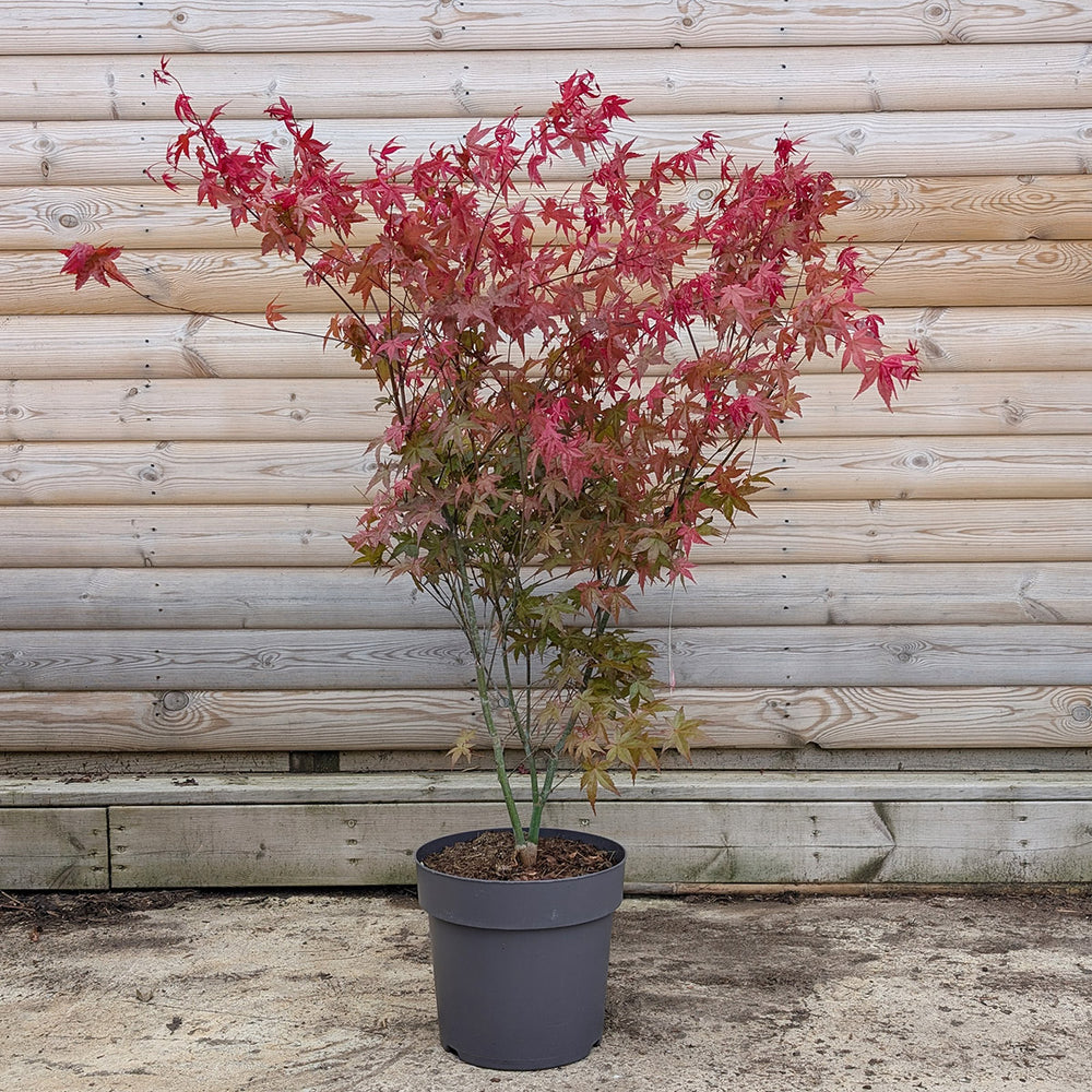 Acer palmatum Beni Maiko Maple in 12 litre pot