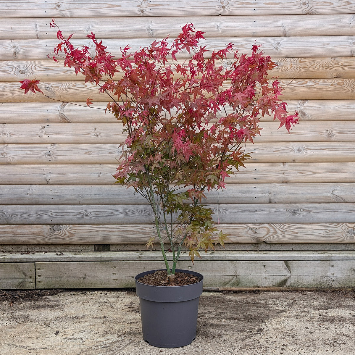 Acer palmatum Beni Maiko Maple in 12 litre pot