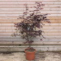 Acer palmatum Bloodgood Maple in 15 litre pot