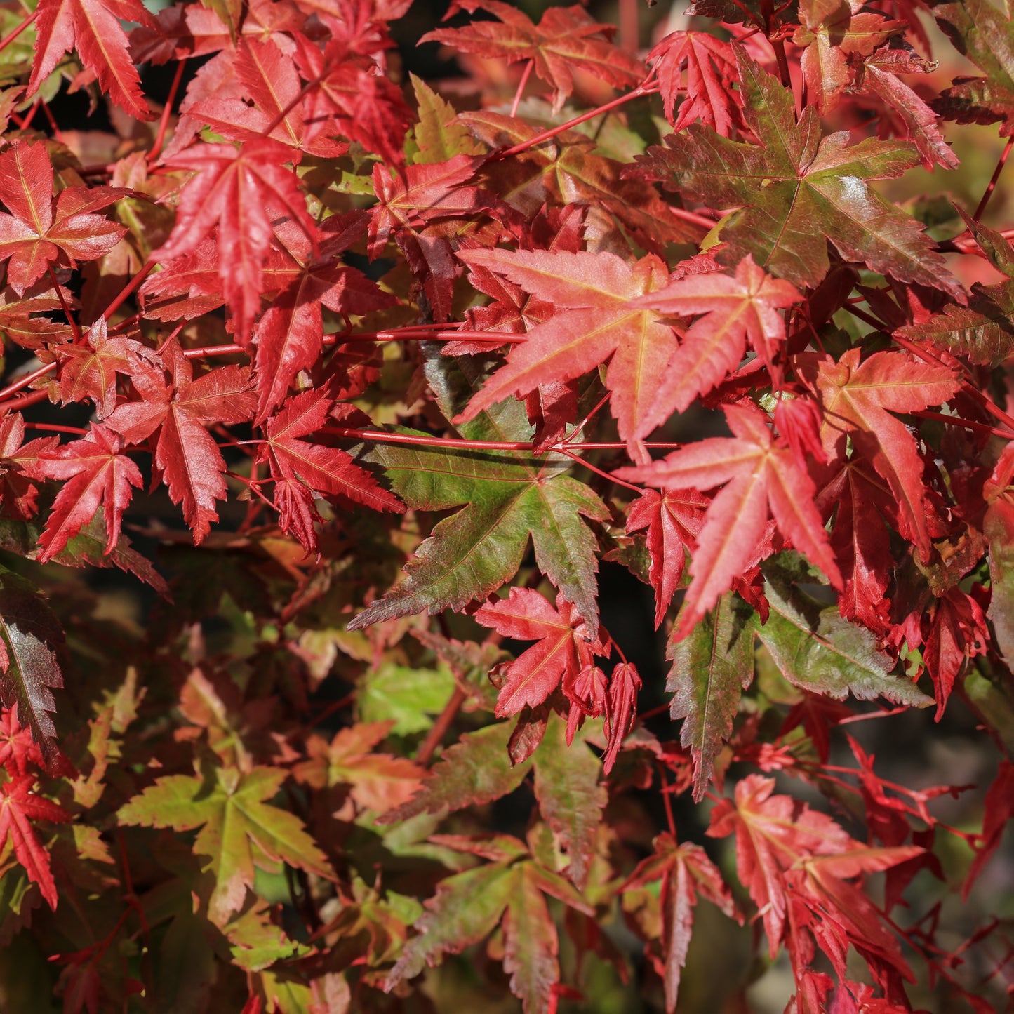 Acer Palmatum Deshojo leaves