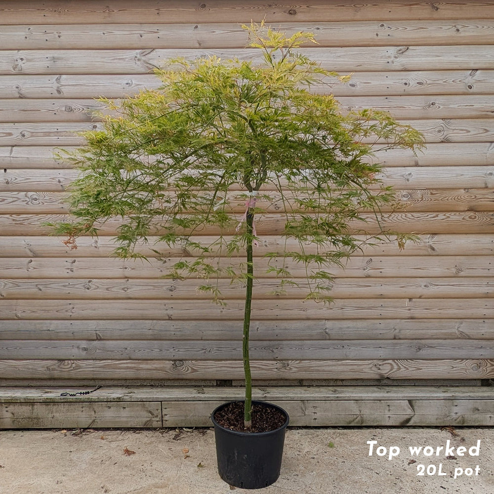 Acer palmatum 'Dissectum Flavescens' Maple top worked at 90cm