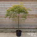 Acer palmatum 'Dissectum Flavescens' Maple top worked at 90cm