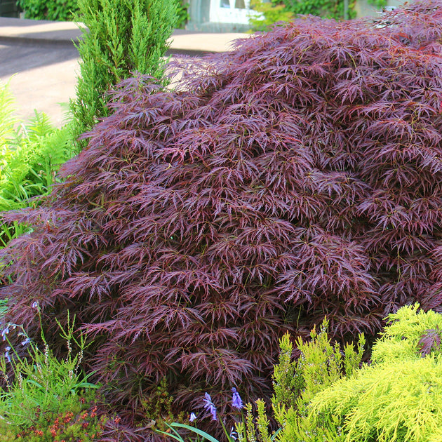 Acer palmatum Garnet Japanese Maple in garden