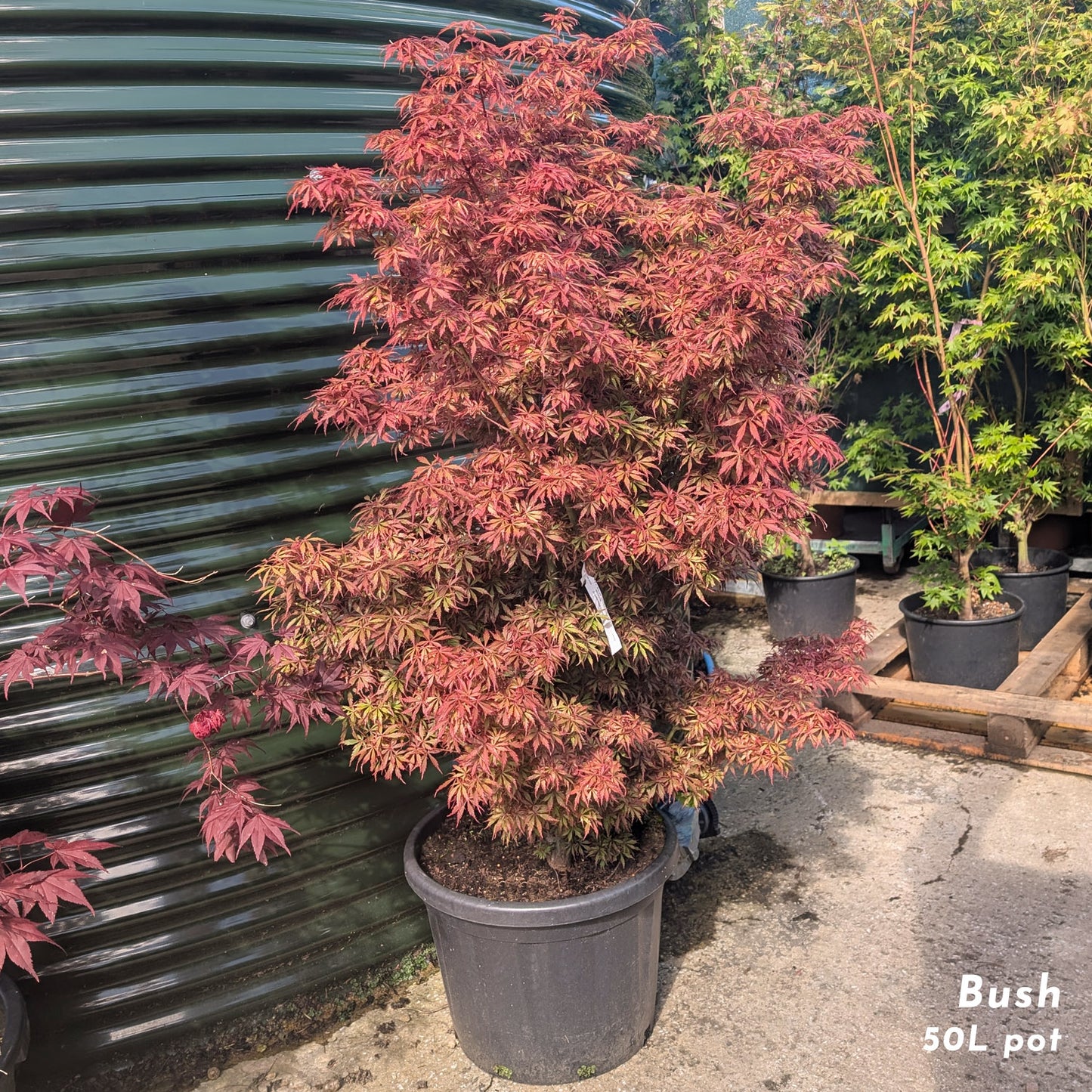 Acer palmatum 'Jerre Schwartz' in 50L pot