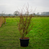 Acer Palmatum 'Jerre Schwartz' 50L