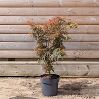 Acer palmatum Jerre Schwartz Maple in 3 litre pot