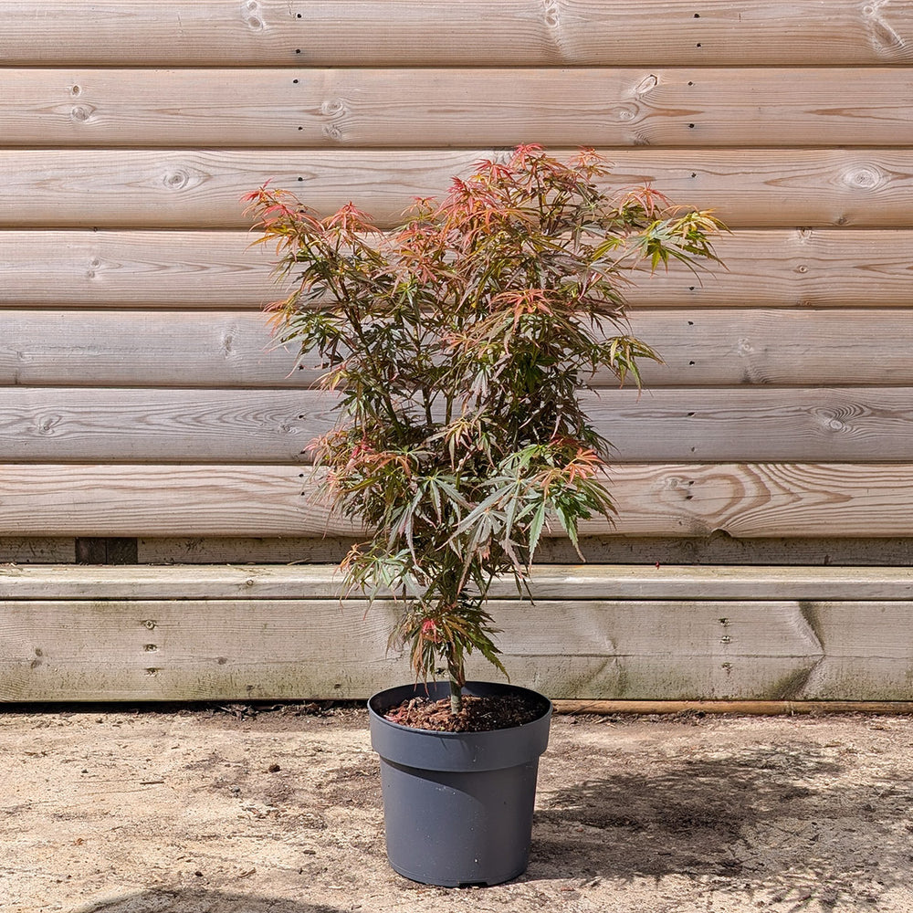 Acer palmatum Jerre Schwartz Maple in 3 litre pot