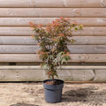 Acer palmatum Jerre Schwartz Maple in 3 litre pot