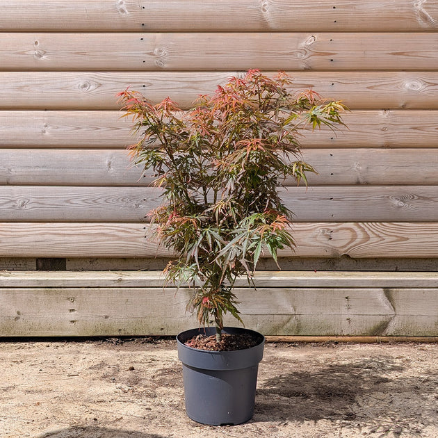 Acer palmatum Jerre Schwartz Maple in 3 litre pot