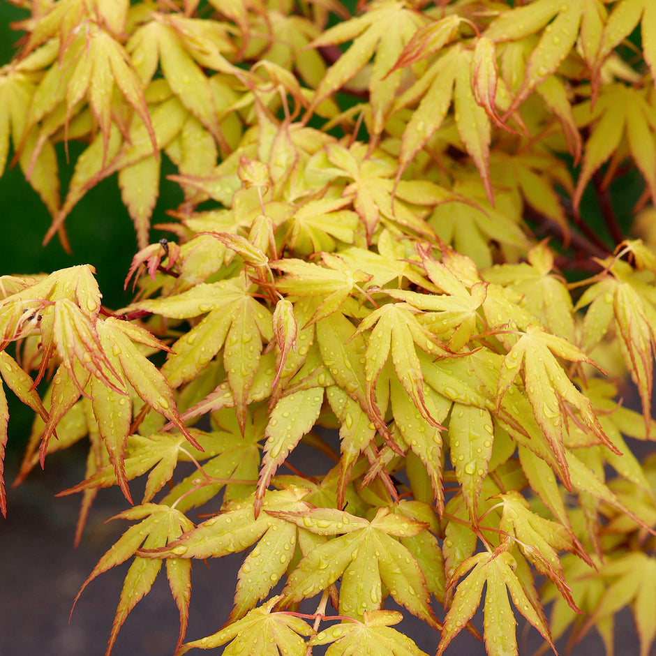 Acer shirasawanum Jordan | Jordan Full Moon Maple | Ornamental Trees